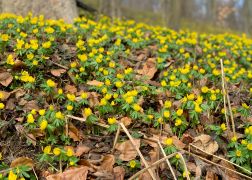 Winterlinge  Gelbe Pracht In Jena 2024 28